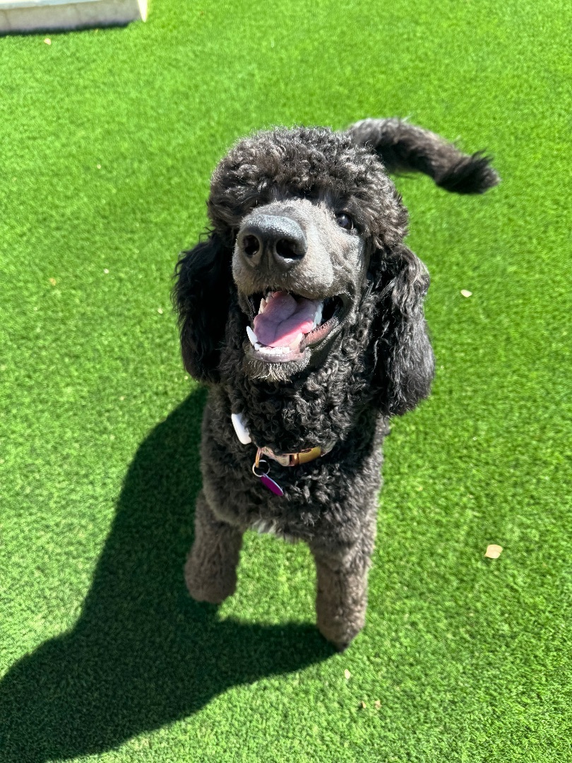 Pepper, Adopted, Puppy Female Standard Poodle.