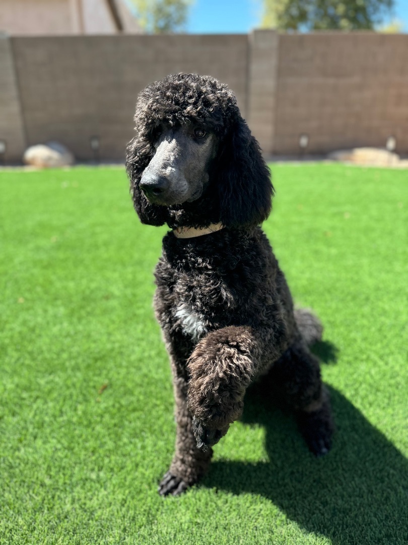 Pepper, a Adopted Standard Poodle in Phoenix, AZ image 2/2