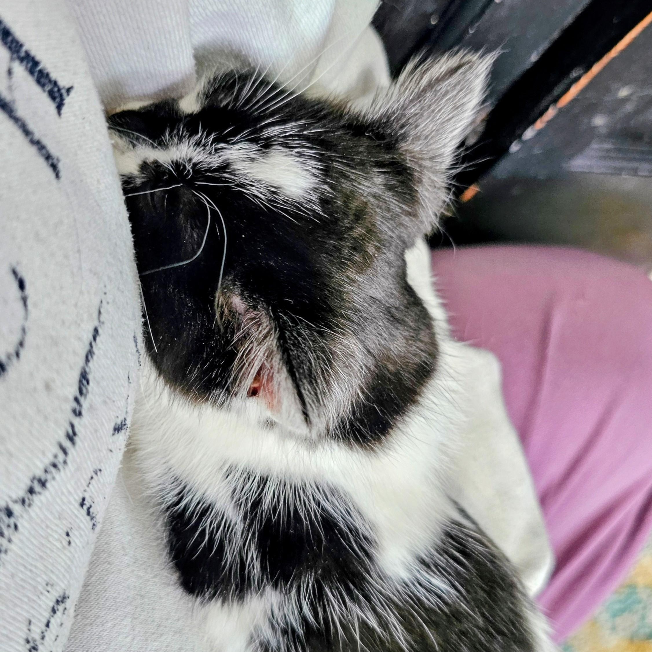 Lucky, adopted, Kitten Male American Shorthair.