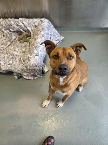 Enlarge Luke, a Adoptable mixed breed in Bath, NY image 1/3