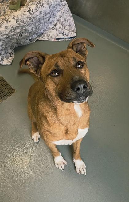 Enlarge Luke, a Adoptable mixed breed in Bath, NY image 2/3
