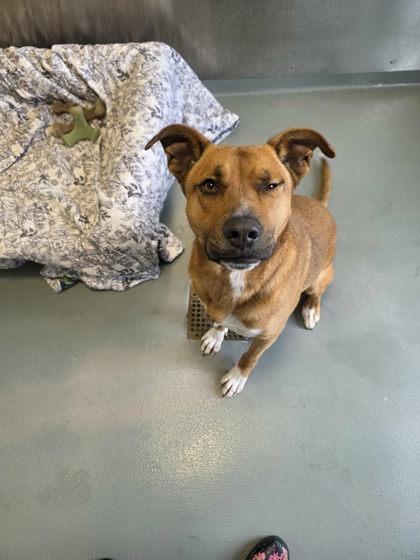 Enlarge Luke, a Adoptable mixed breed in Bath, NY image 3/3