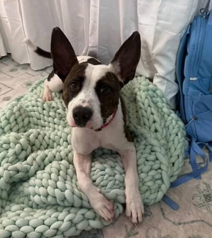 Enlarge Lashay $85, a Adoptable mixed breed in Seneca, SC image 1/3