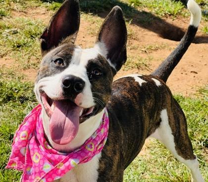 Enlarge Lashay $85, a Adoptable mixed breed in Seneca, SC image 2/3