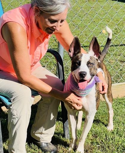 Enlarge Lashay $85, a Adoptable mixed breed in Seneca, SC image 3/3