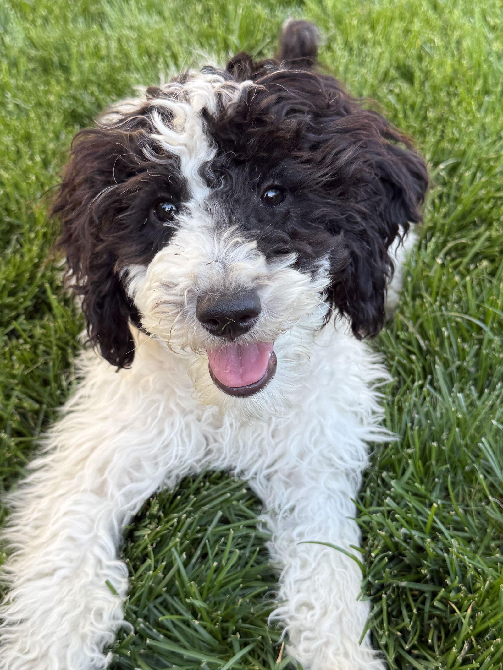 Enlarge Popley, a Adopted Standard Poodle in Salt Lake City, UT image 1/1