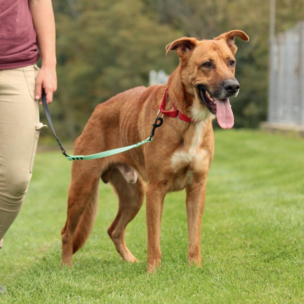 Stafford (In Foster), Adoptable, Adult Male Shepherd & Mixed Breed.