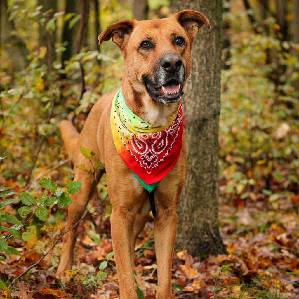 Enlarge Stafford (In Foster), a Adoptable mixed breed in East Smithfield , PA image 2/6