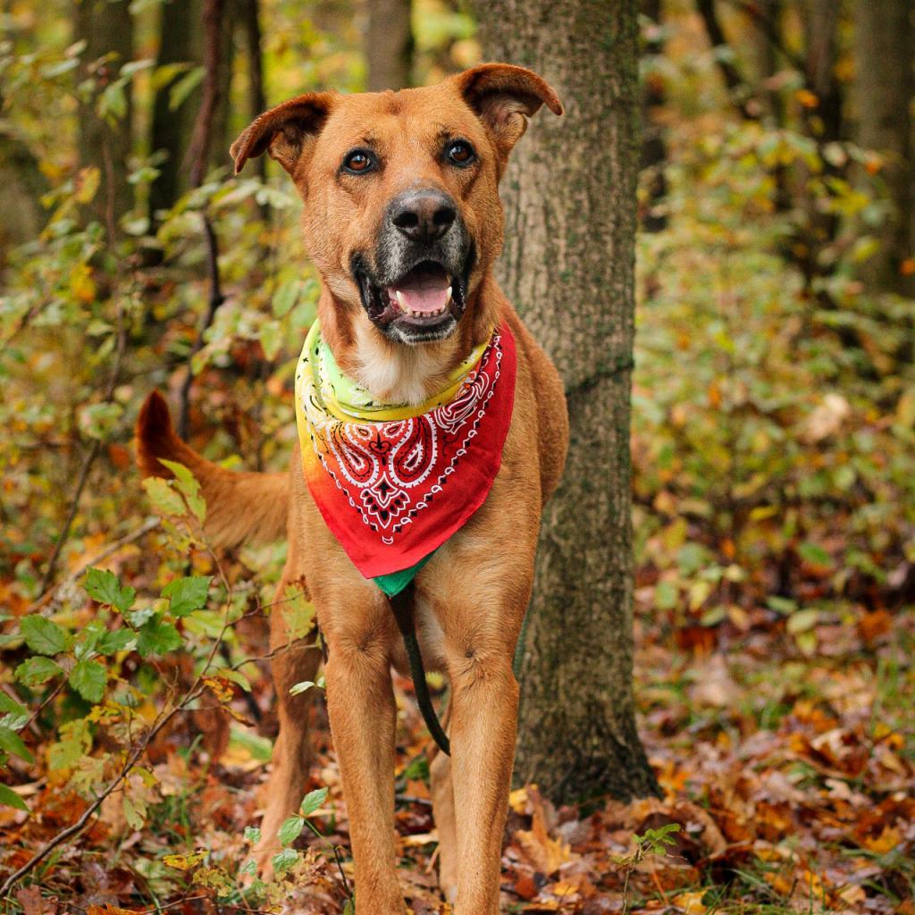 Enlarge Stafford (In Foster), a Adoptable mixed breed in East Smithfield , PA image 3/6