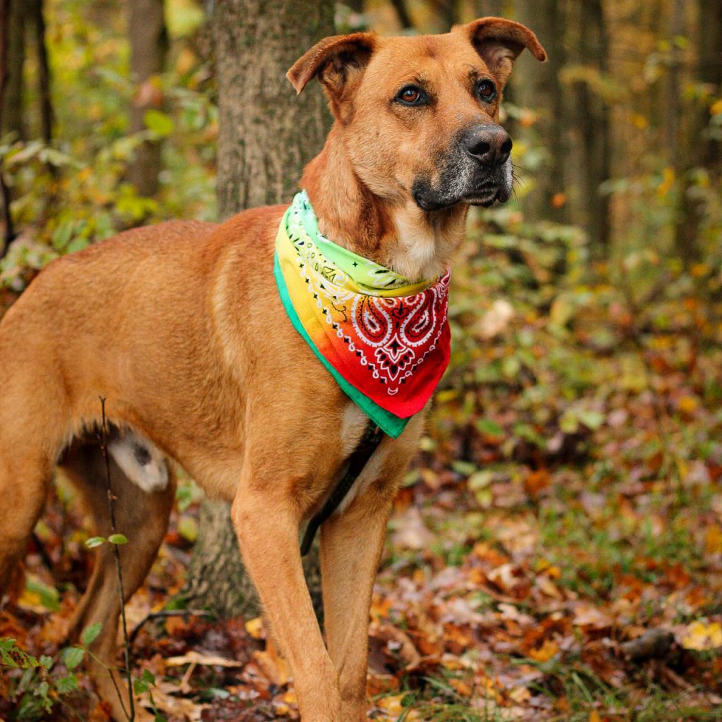 Enlarge Stafford (In Foster), a Adoptable mixed breed in East Smithfield , PA image 4/6