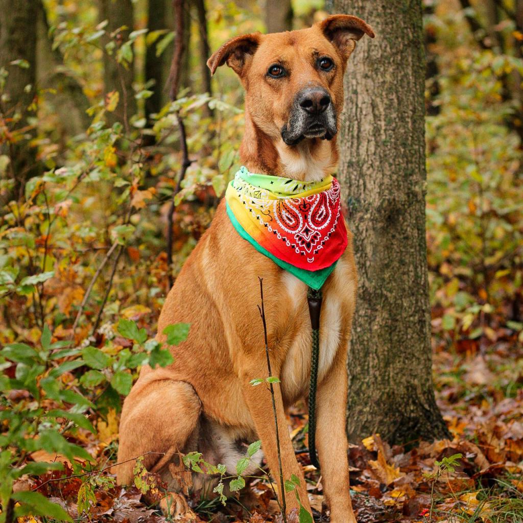Enlarge Stafford (In Foster), a Adoptable mixed breed in East Smithfield , PA image 5/6