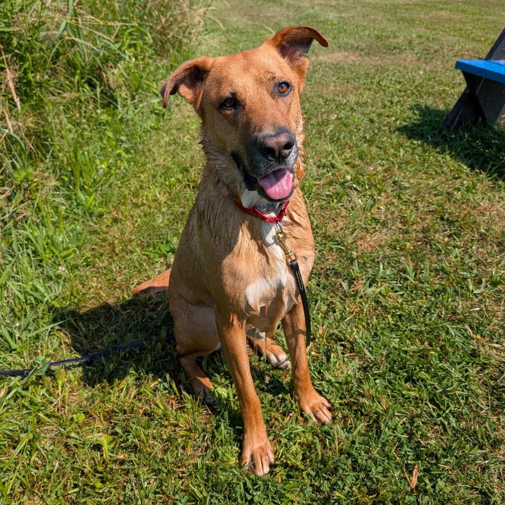 Enlarge Stafford (In Foster), a Adoptable mixed breed in East Smithfield , PA image 6/6