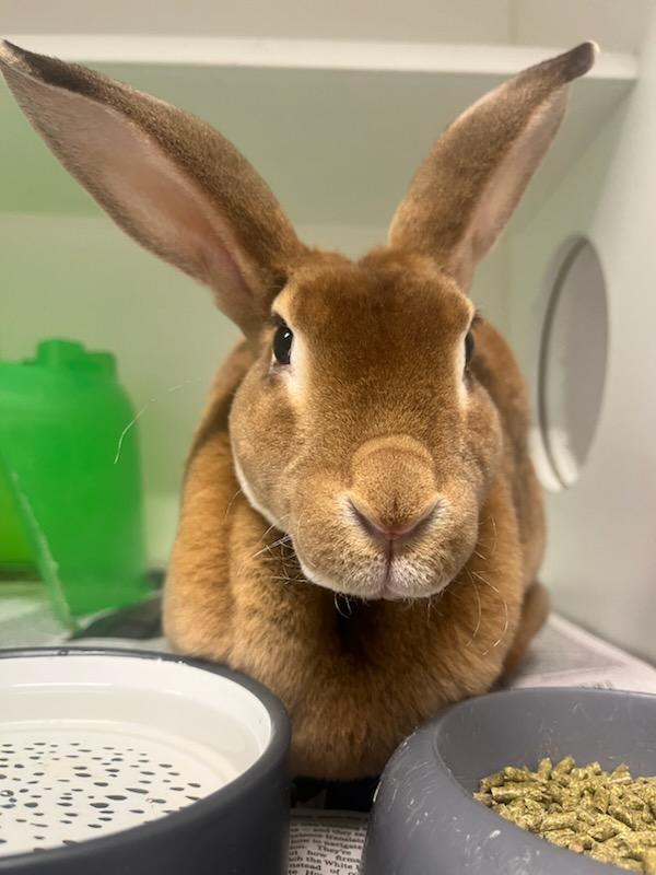 Sunflower (ID 49296/3951)