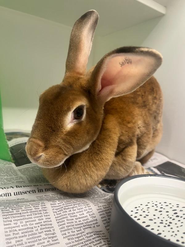 Sunflower (ID 49296/3951)