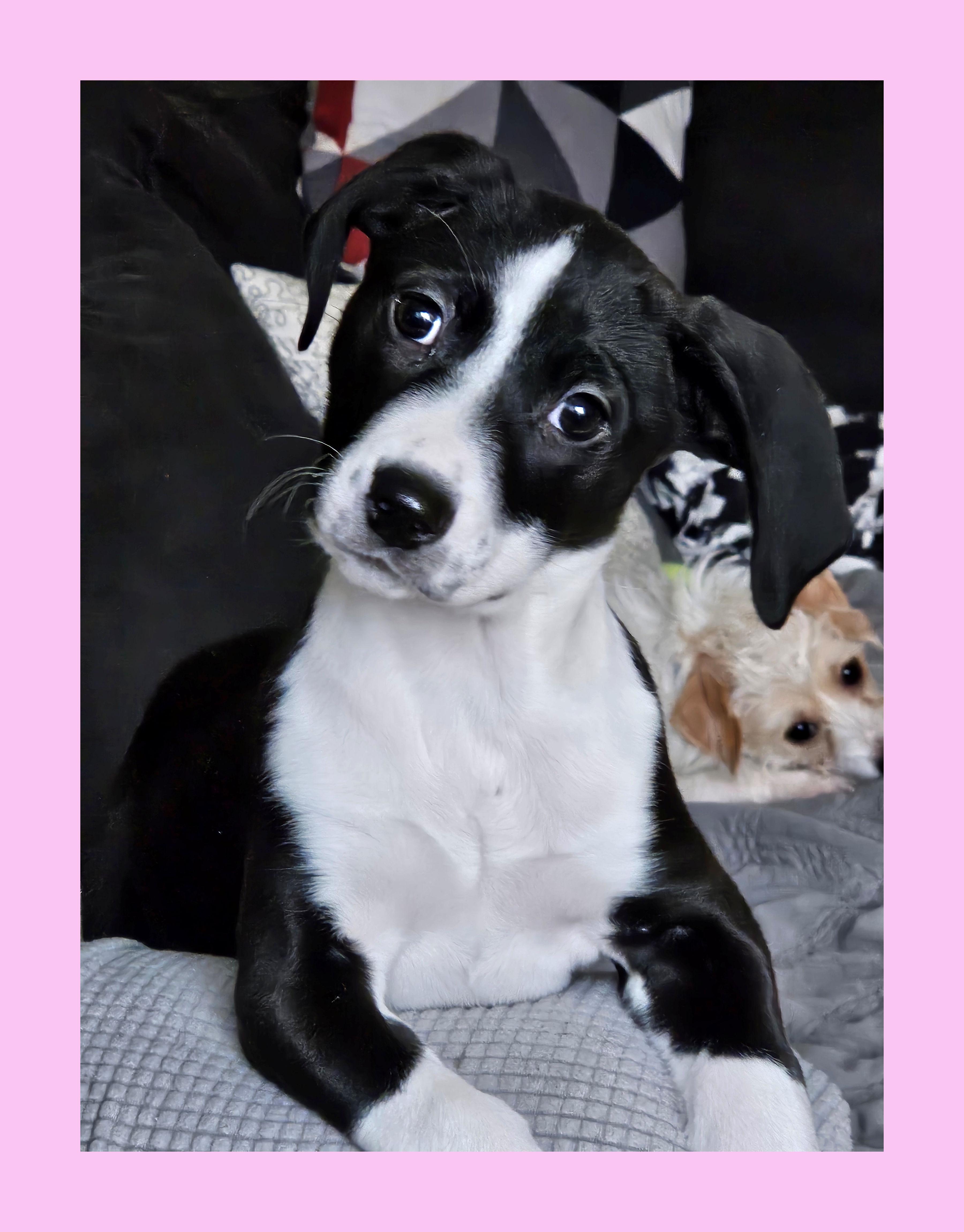 Baily , Adoptable, Puppy Female Beagle & Black Labrador Retriever.