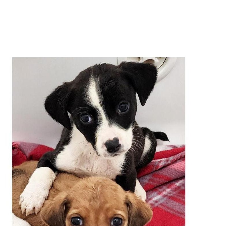 Enlarge Baily , a Adoptable mixed breed in Lake Geneva, WI image 1/6