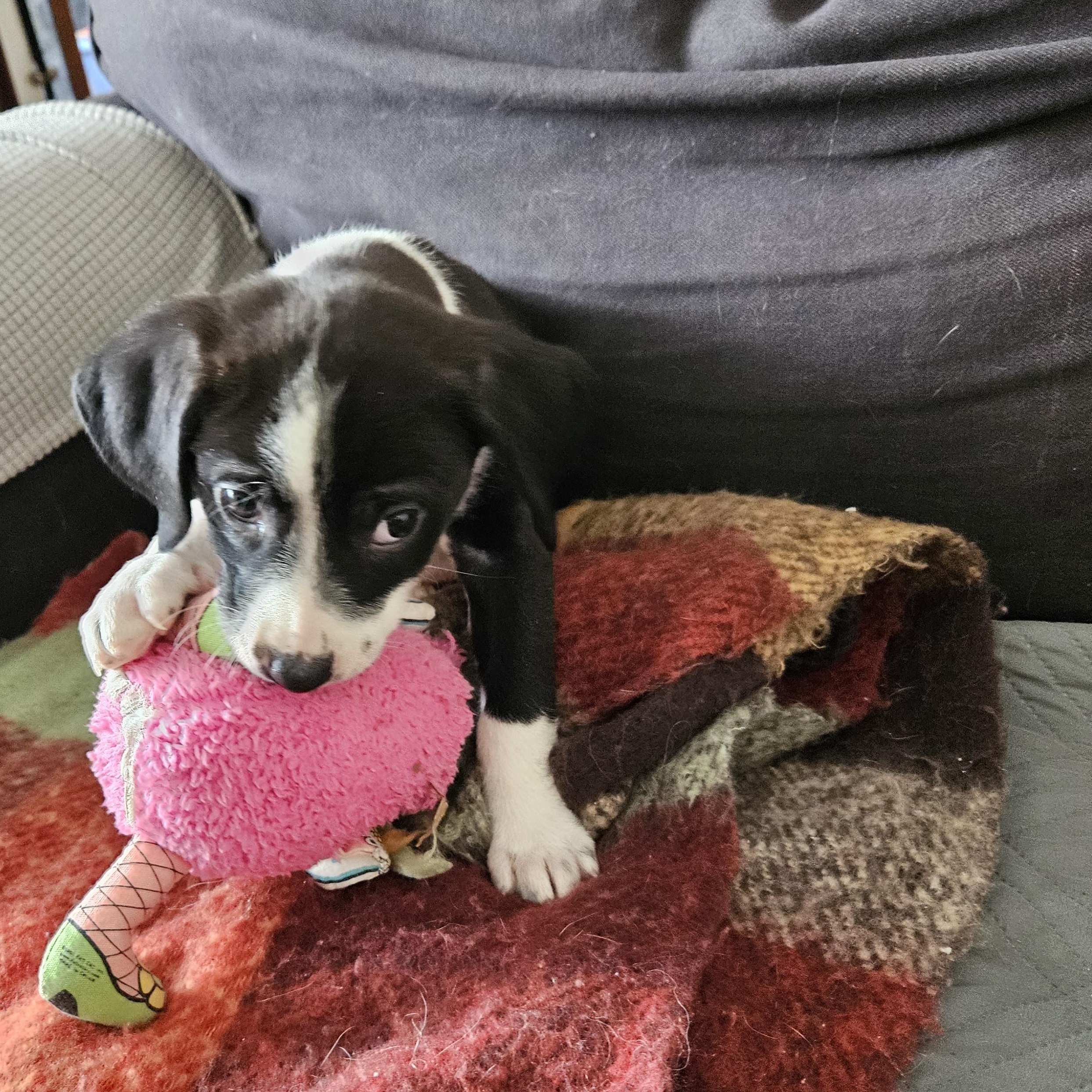 Enlarge Baily , a Adoptable mixed breed in Lake Geneva, WI image 4/6