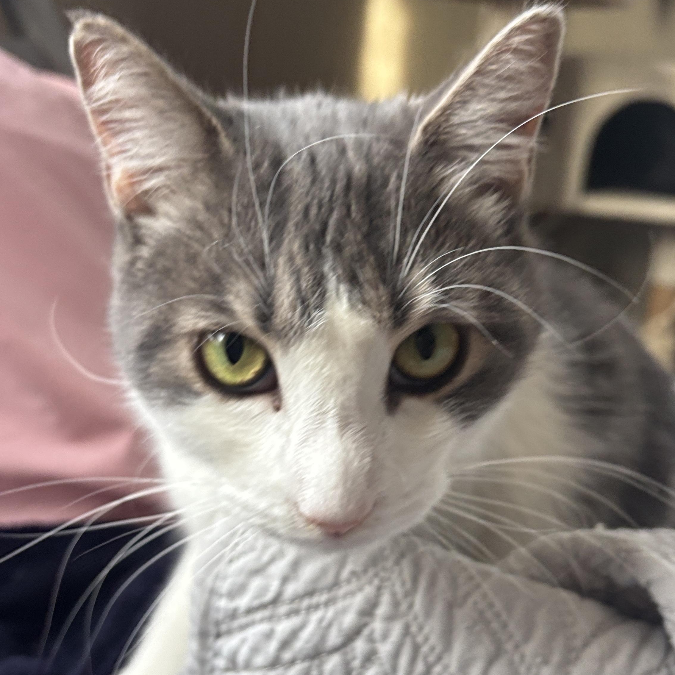 Enlarge Spring , a ADOPTABLE Dilute Calico in Melrose, MA image 3/4
