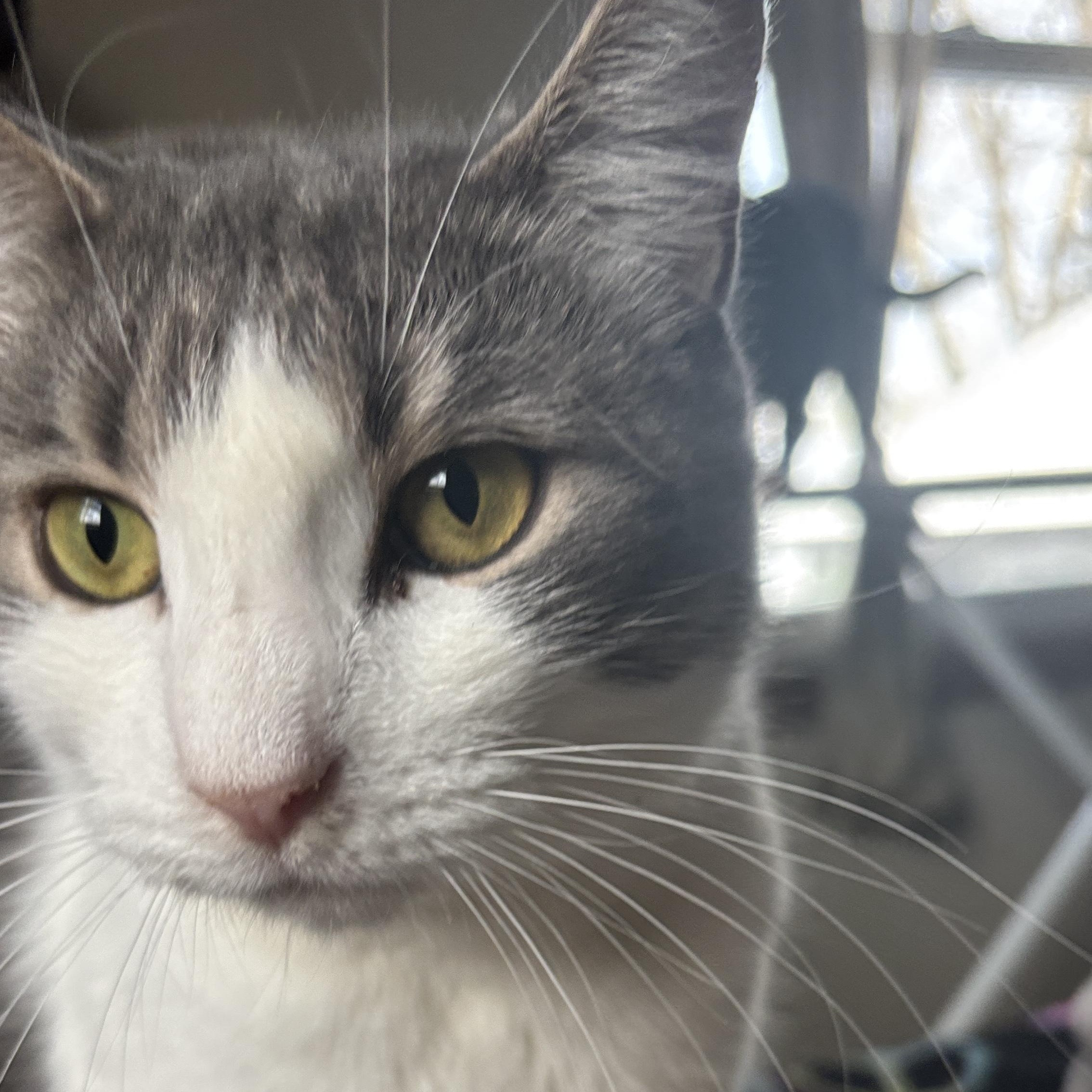 Enlarge Spring , a ADOPTABLE Dilute Calico in Melrose, MA image 4/4