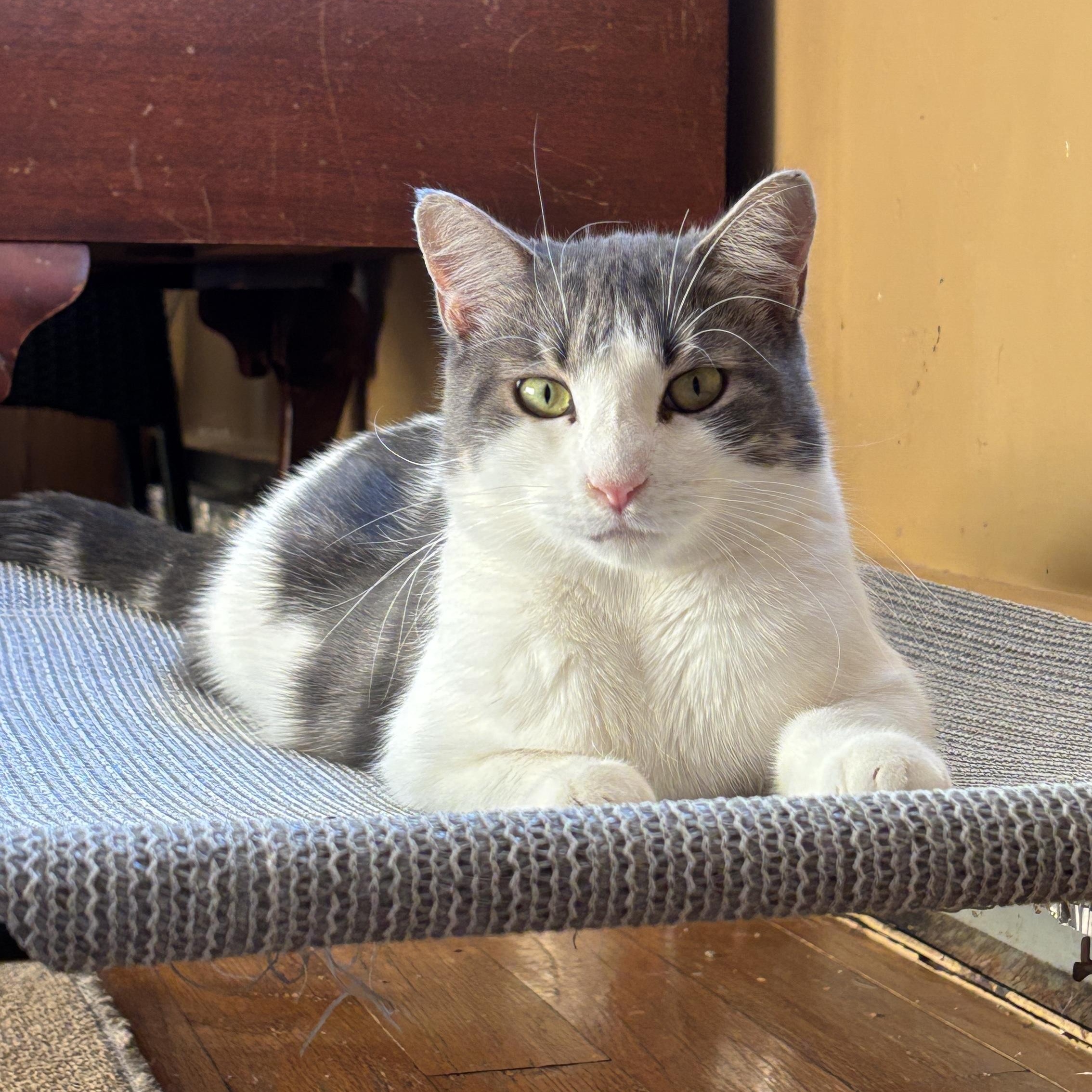 Spring , ADOPTABLE, Adult Female Dilute Calico.