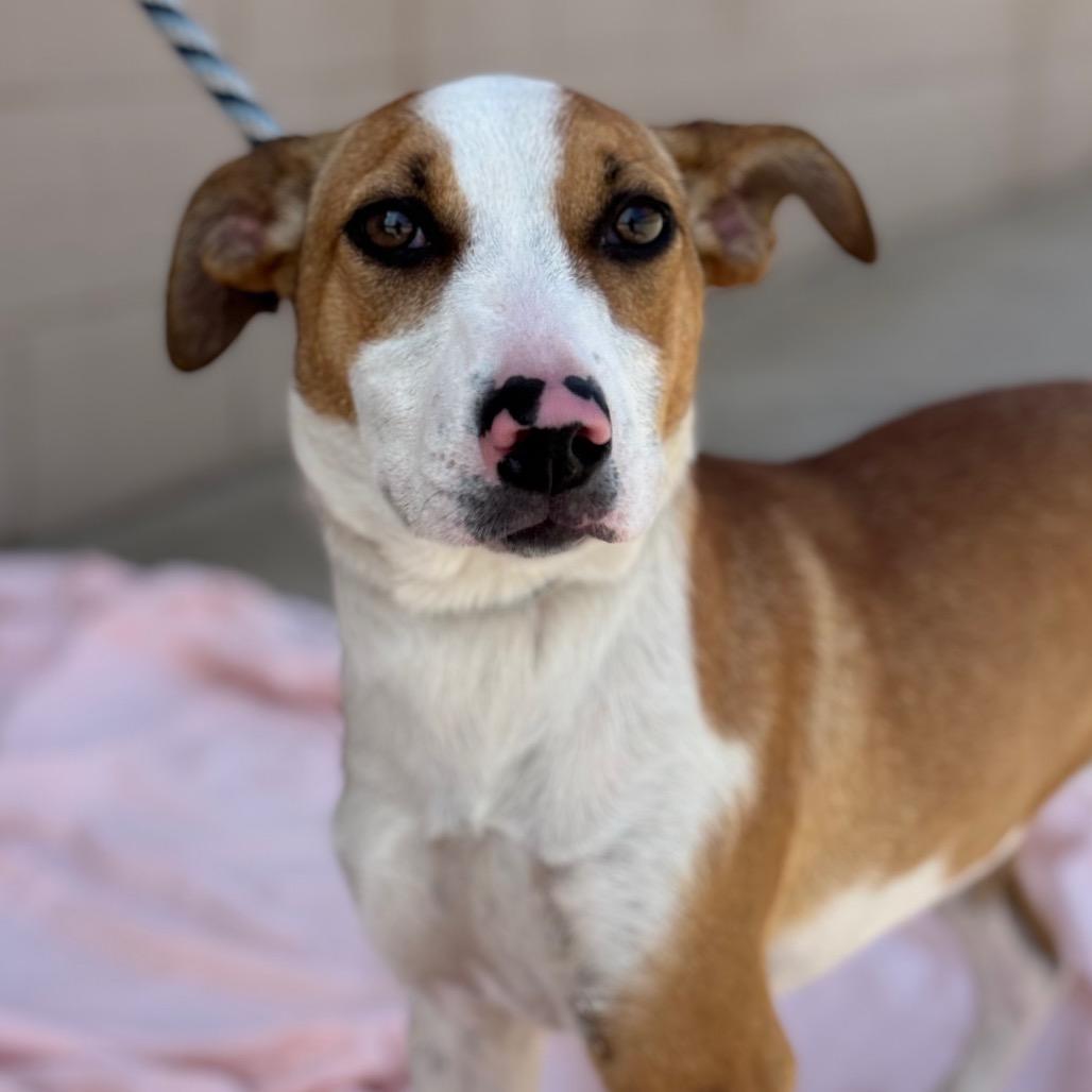 Enlarge Pepper, a Adoptable Mixed Breed in Santa Barbara, CA image 1/6