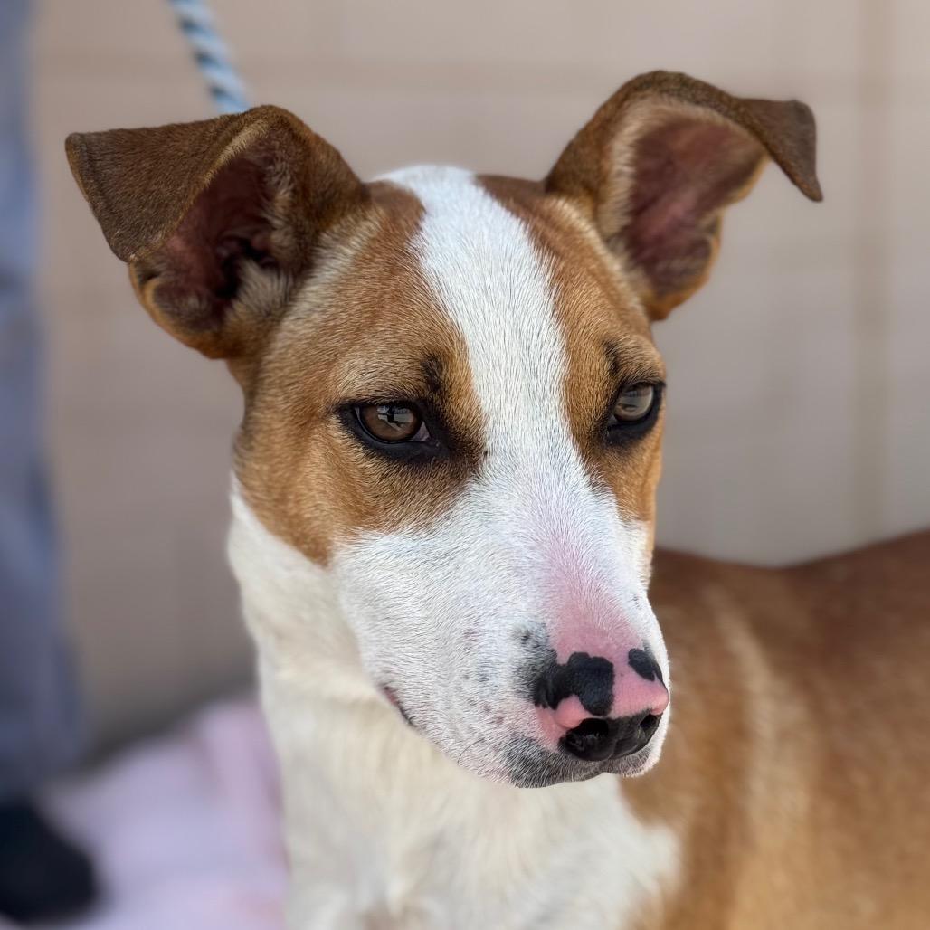 Enlarge Pepper, a Adoptable Mixed Breed in Santa Barbara, CA image 2/6