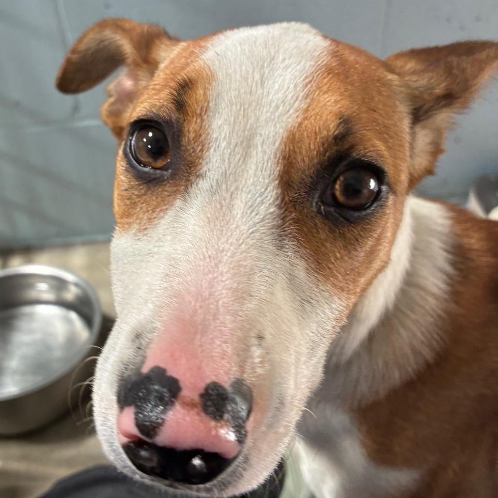 Enlarge Pepper, a Adoptable Mixed Breed in Santa Barbara, CA image 4/6