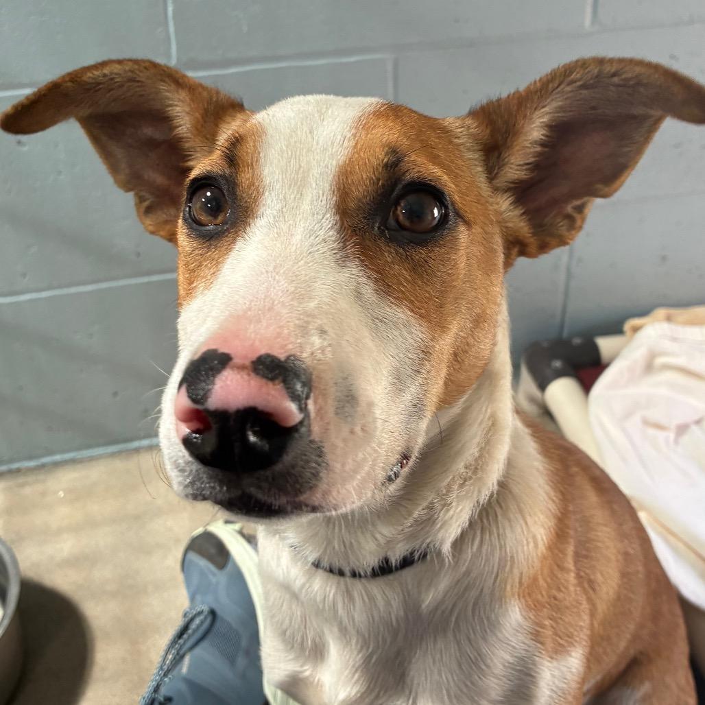 Enlarge Pepper, a Adoptable Mixed Breed in Santa Barbara, CA image 5/6