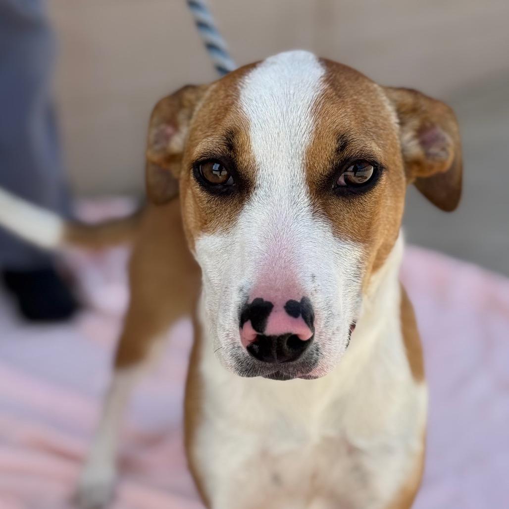 Enlarge Pepper, a Adoptable Mixed Breed in Santa Barbara, CA image 6/6