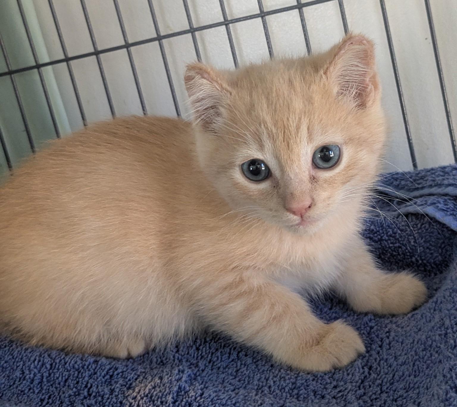 Enlarge Baloo, an adoption pending Domestic Short Hair in Yarnell, AZ image 1/1