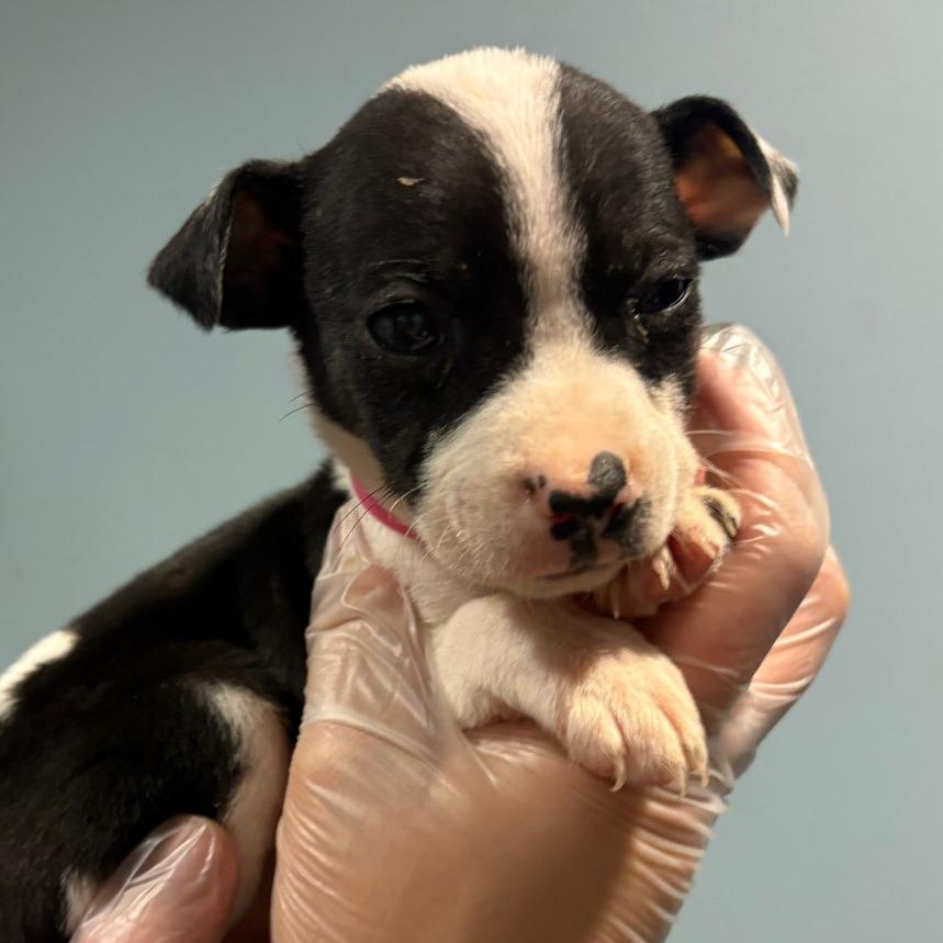 Pikachu — thumbnail 2