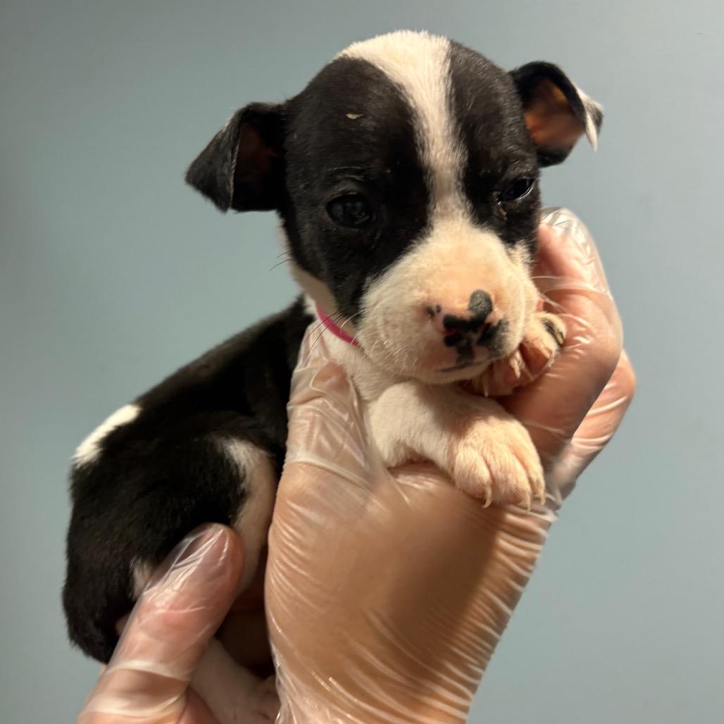 Pikachu — thumbnail 3