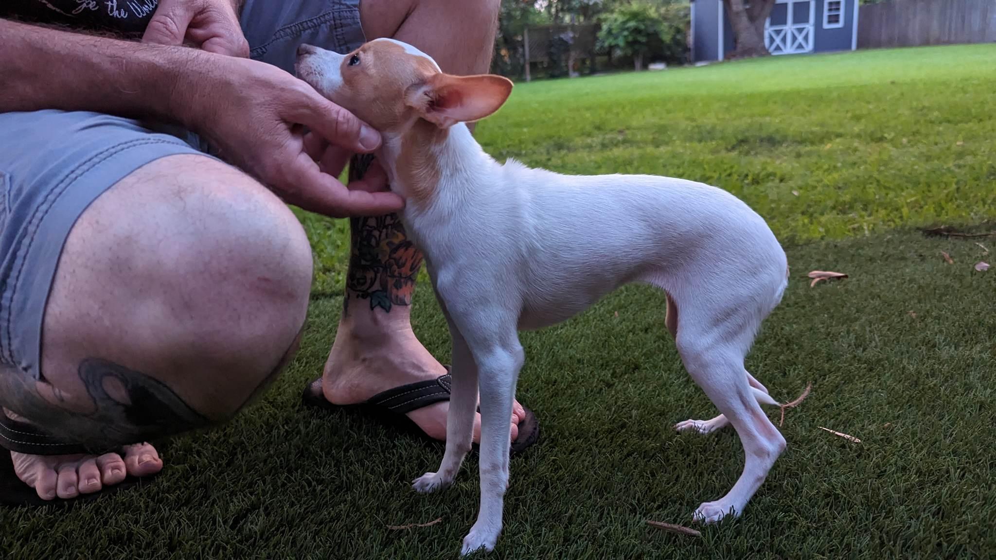 Gemma, Adopted, Adult Female Chihuahua.