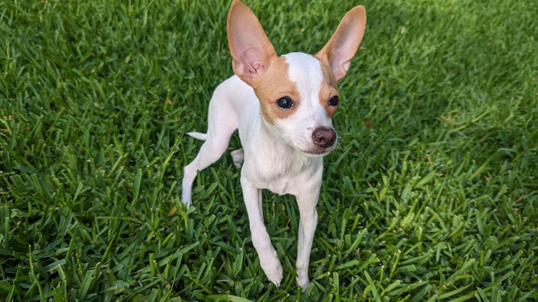 Enlarge Gemma, a Adopted Chihuahua in Austin, TX image 2/6