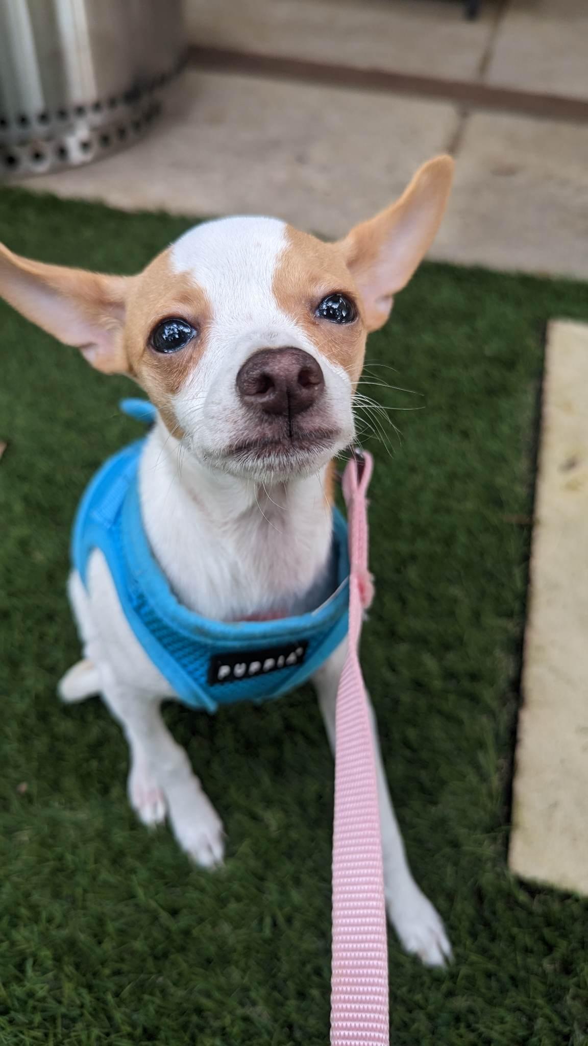Enlarge Gemma, a Adopted Chihuahua in Austin, TX image 3/6