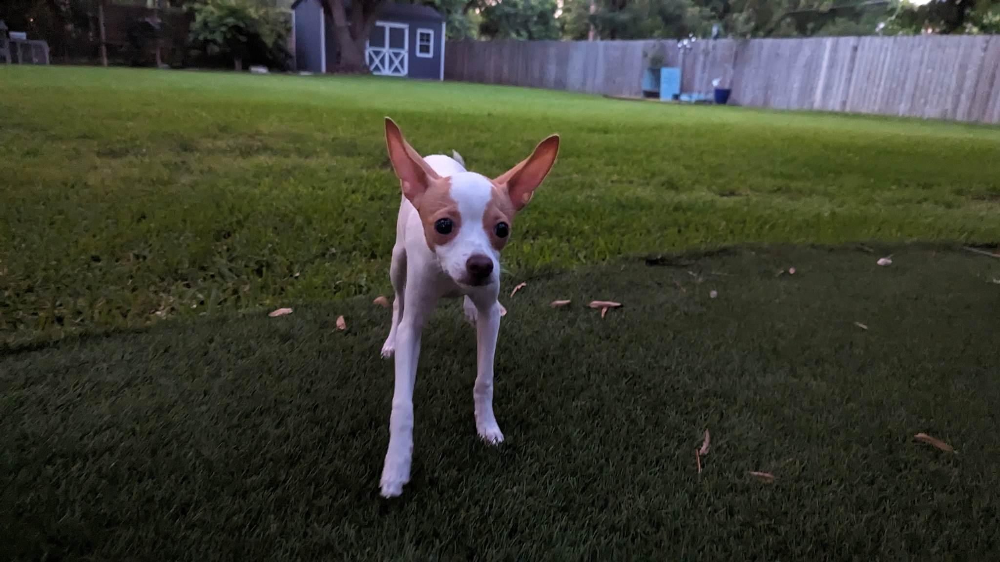 Enlarge Gemma, a Adopted Chihuahua in Austin, TX image 4/6