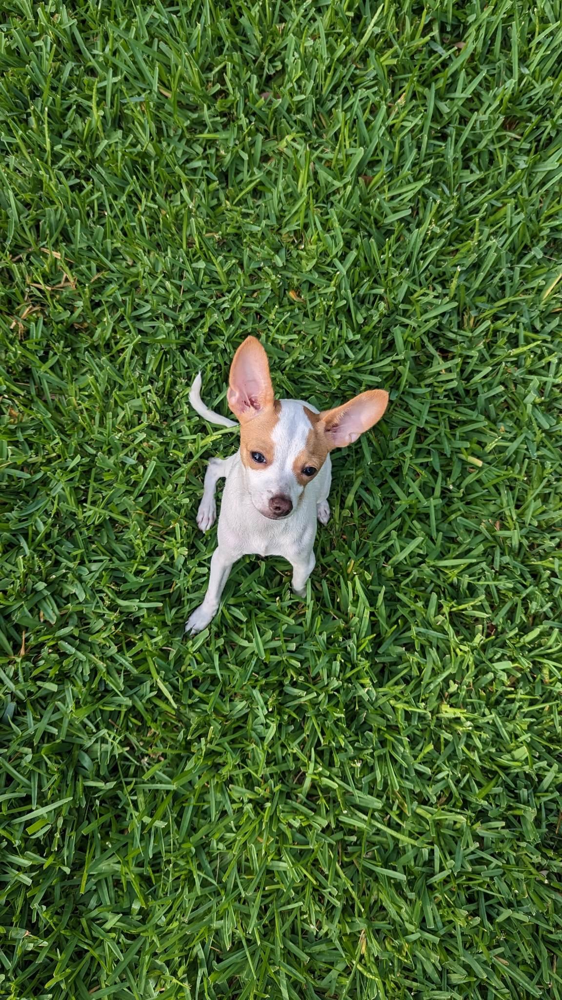 Enlarge Gemma, a Adopted Chihuahua in Austin, TX image 5/6