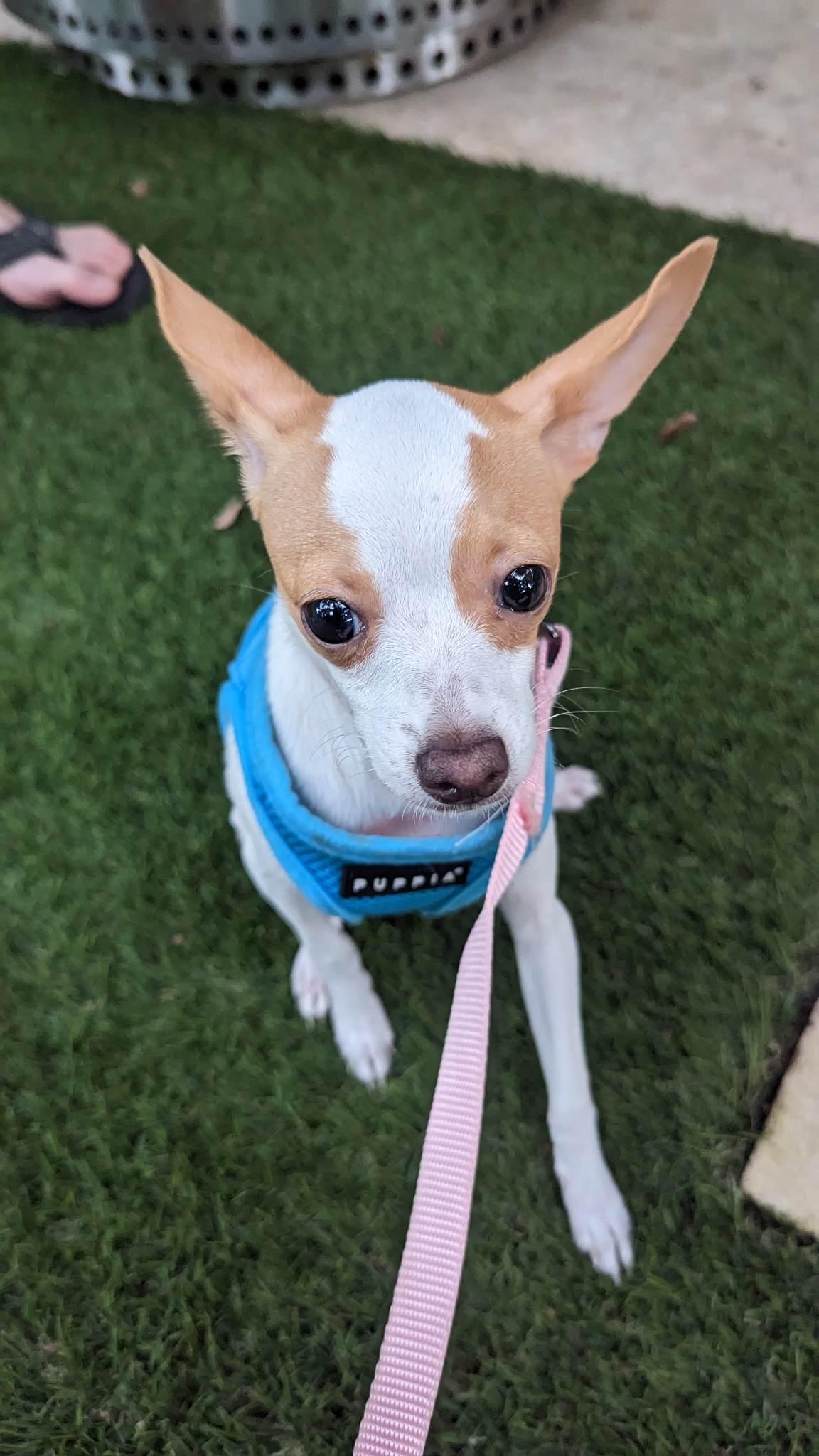 Enlarge Gemma, a Adopted Chihuahua in Austin, TX image 6/6