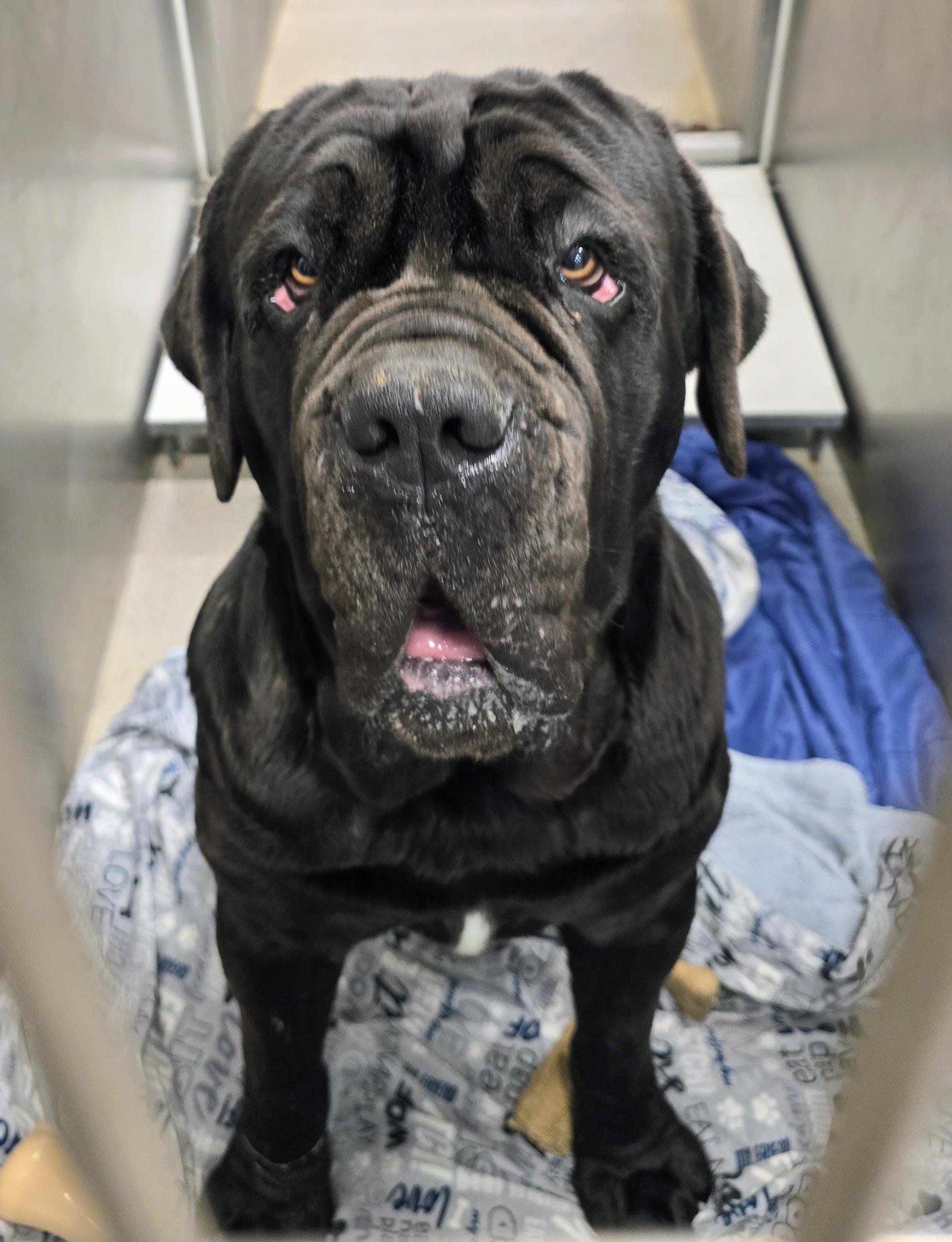 Enlarge 26-94 Max, a ADOPTABLE Neapolitan Mastiff in Amityville, NY image 1/1