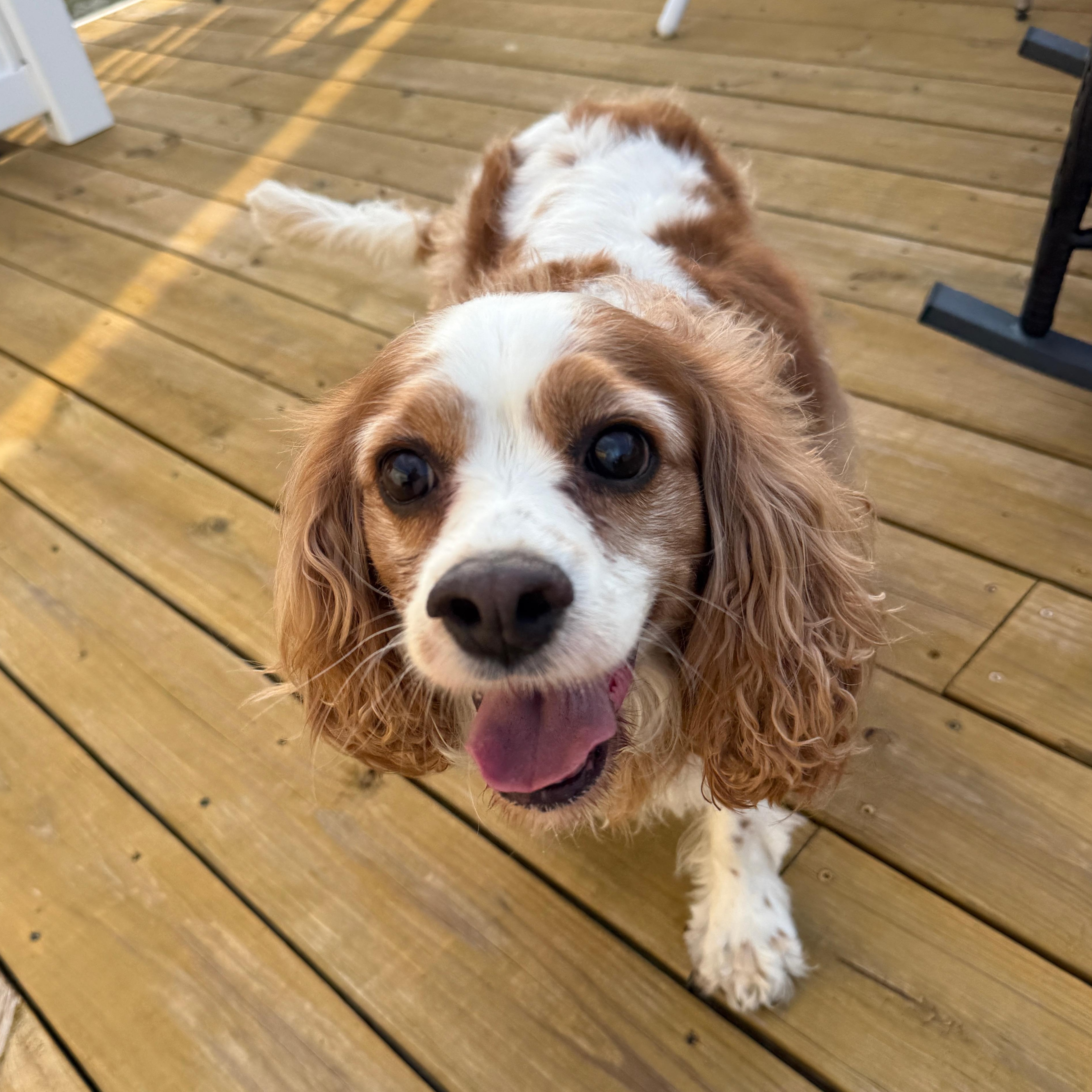 Dolly, Adoptable, Adult Female Cavalier King Charles Spaniel.