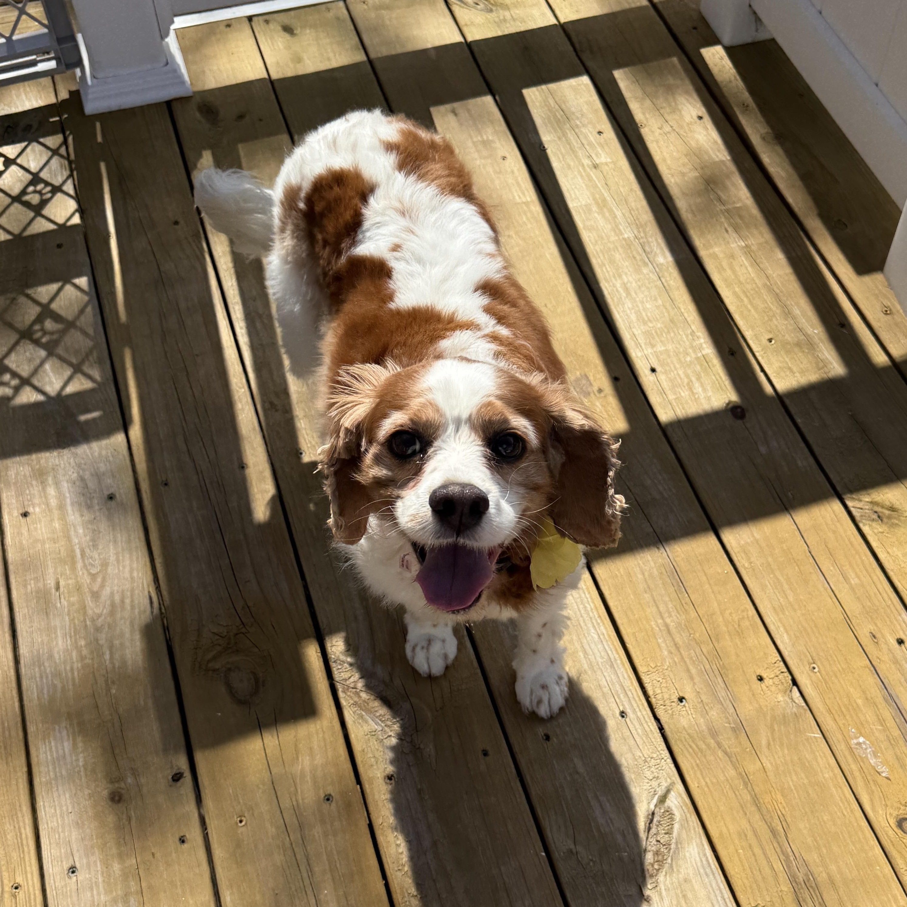 Enlarge Dolly, a Adoptable mixed breed in Queenstown, MD image 3/3