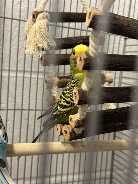 Enlarge SIRI, a Adoptable Parrot (Other) in Peoria, IL image 1/1