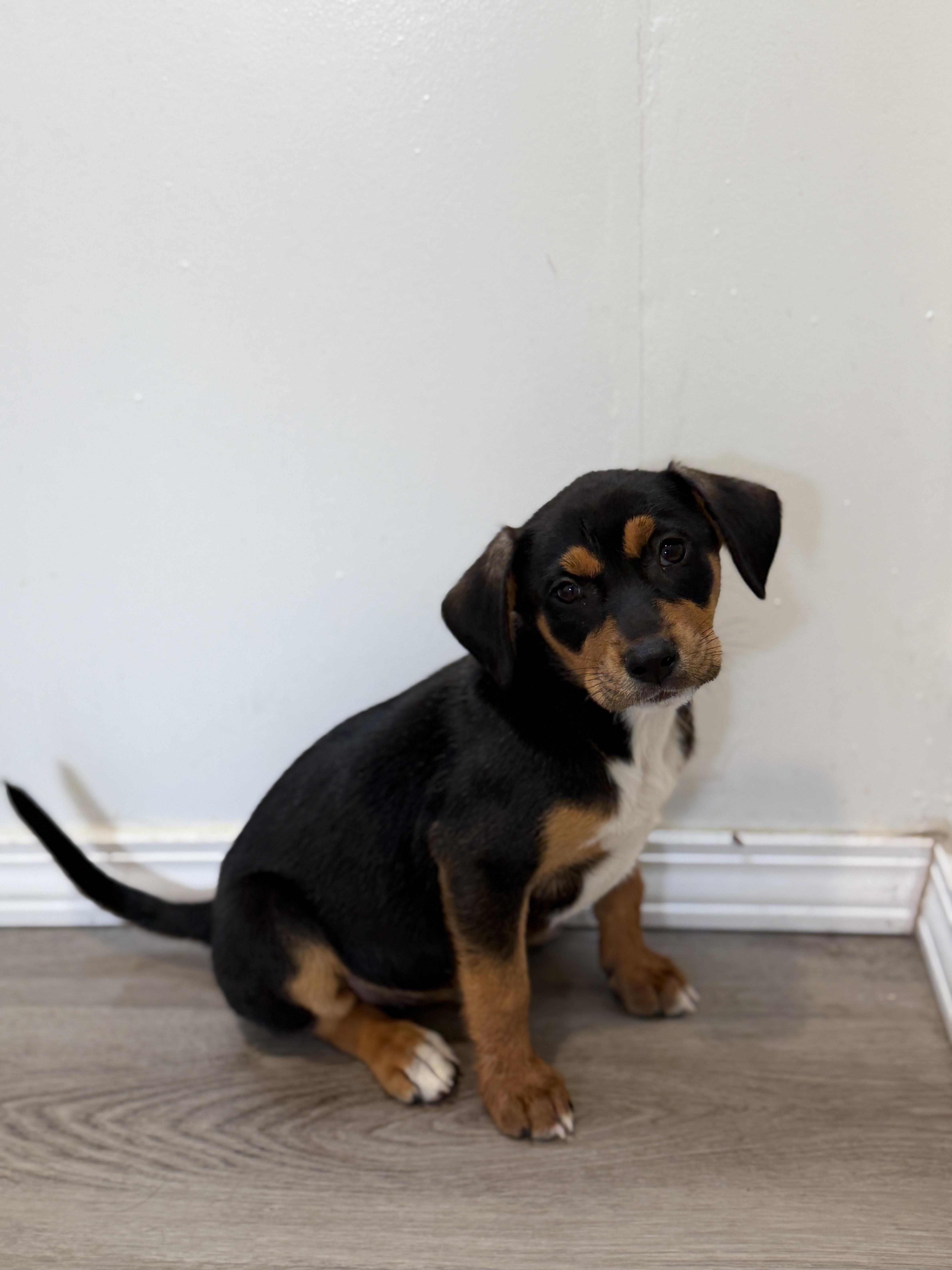 Enlarge Blossom, a Adoptable mixed breed in San Diego, CA image 1/1