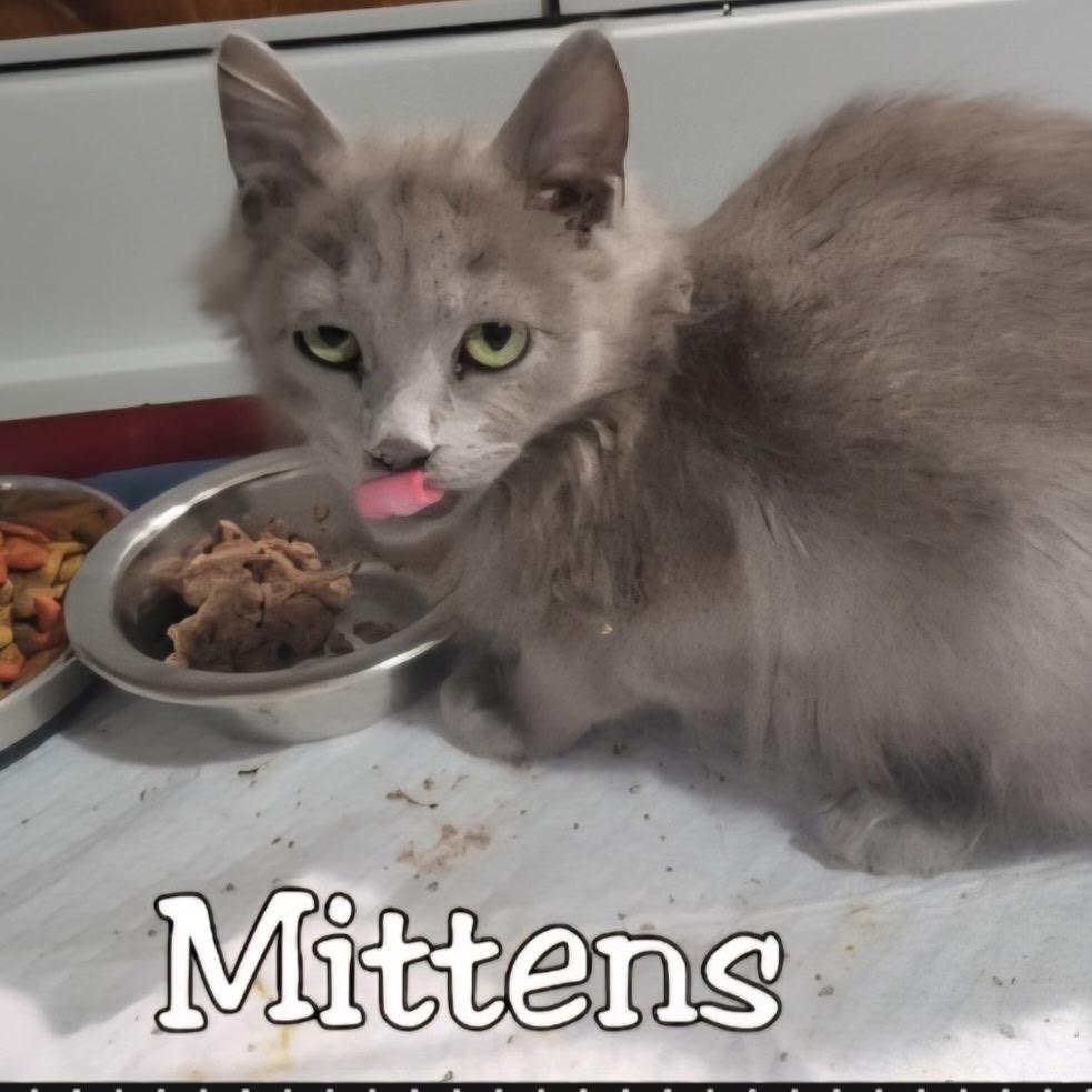 Enlarge Mittens, a Adoptable Domestic Long Hair in Simpsonville, SC image 1/1