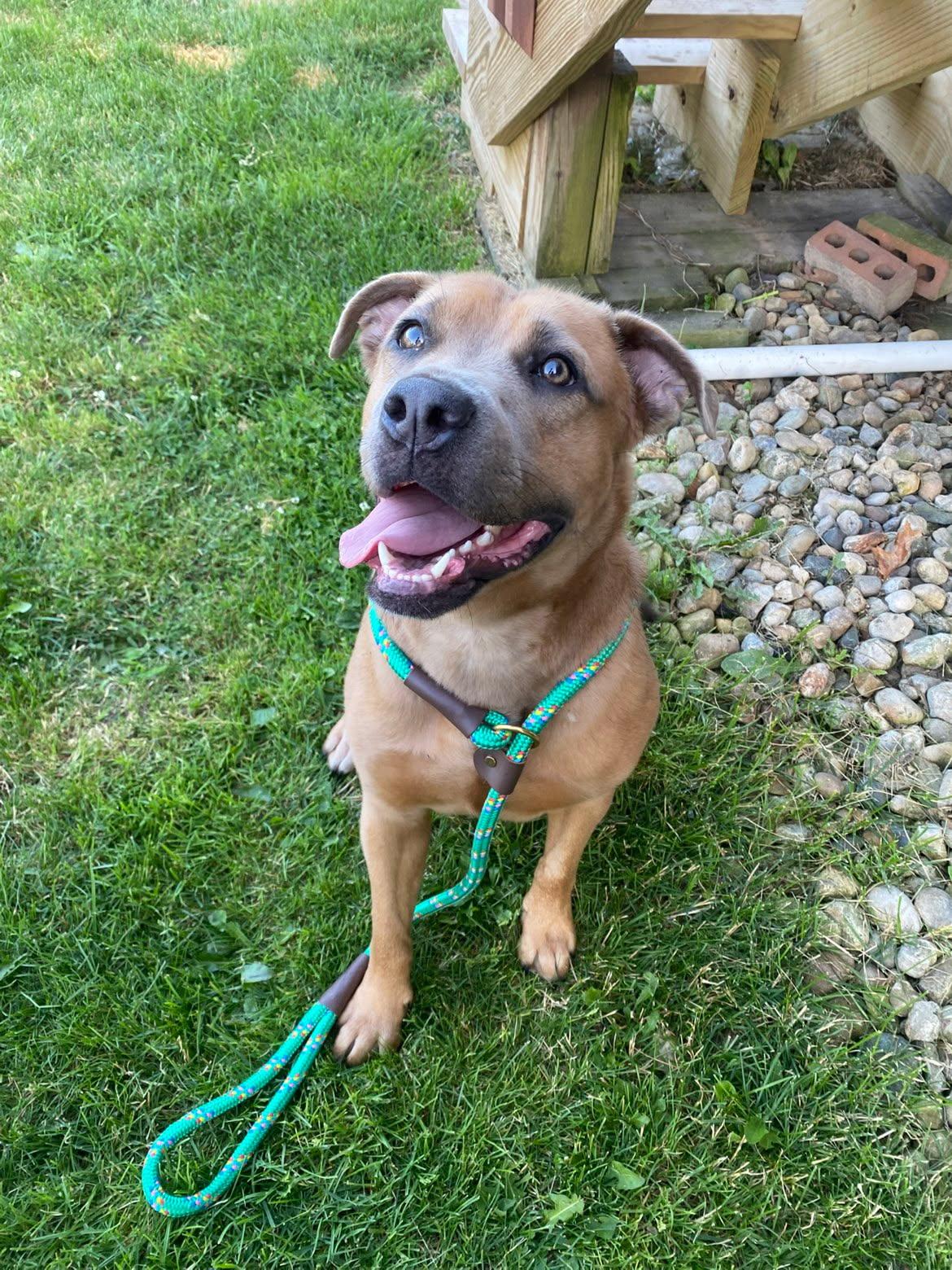 Enlarge Aurora, a Adoptable mixed breed in merrillville, IN image 2/5