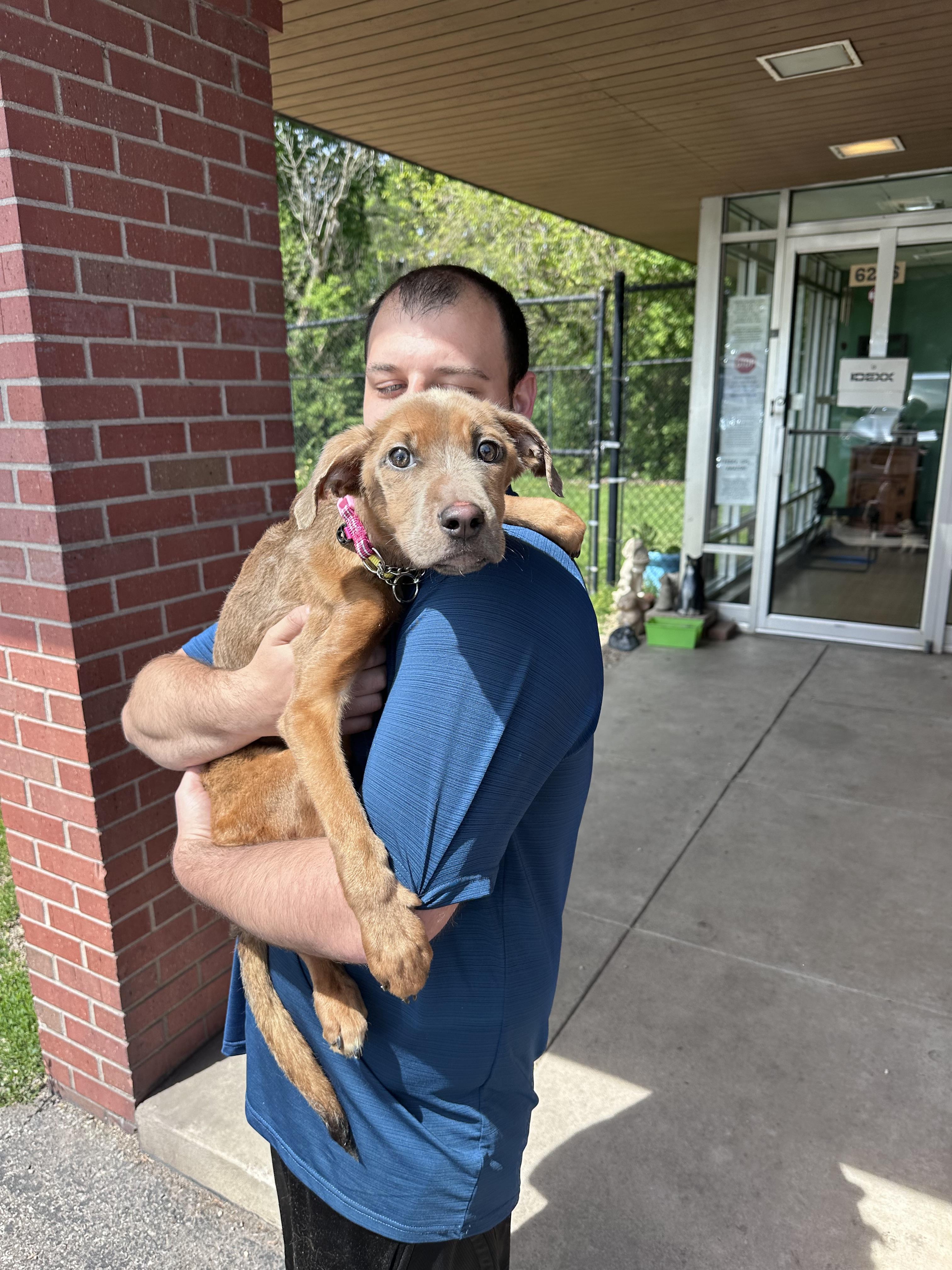 Enlarge Aurora, a Adoptable mixed breed in merrillville, IN image 3/5