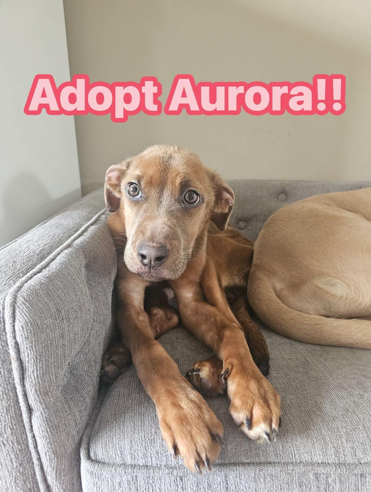 Enlarge Aurora, a Adoptable mixed breed in merrillville, IN image 5/5