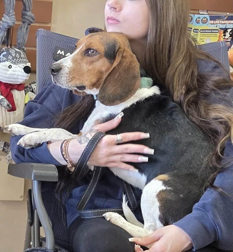 Nate, Adoptable, Adult Male Beagle.