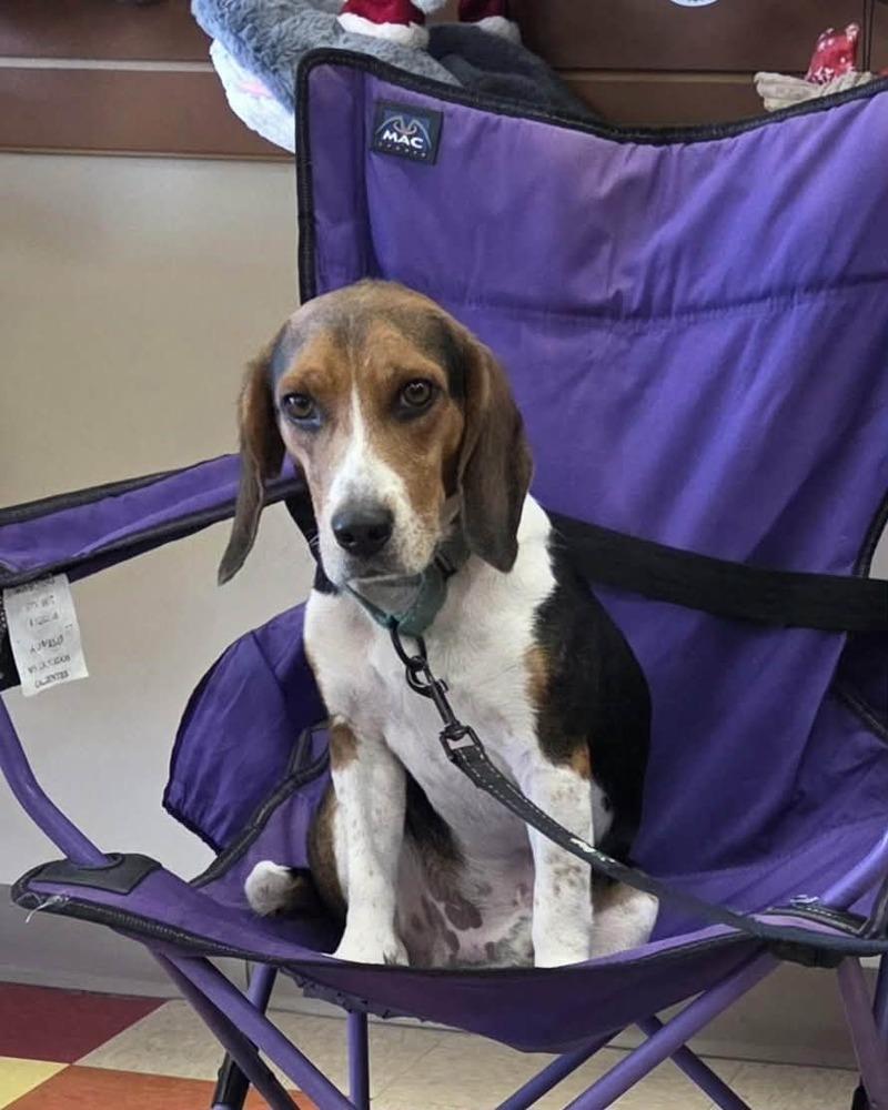 Nate, a Adoptable Beagle in Peoria, IL image 2/6