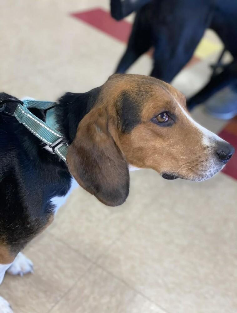 Nate, Adoptable, Adult Male Beagle.